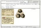 Karteikarte zum Syntyp von Biloculina bulloides calostoma Karrer, 1868